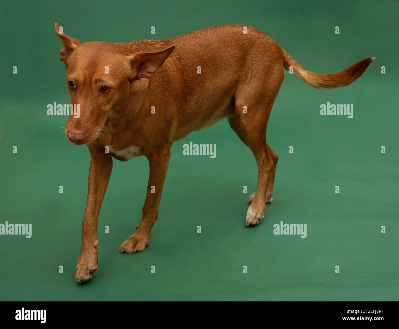 Podenco Andaluz Spagna Hunting Dog Portrait sauvé Banque D'Images