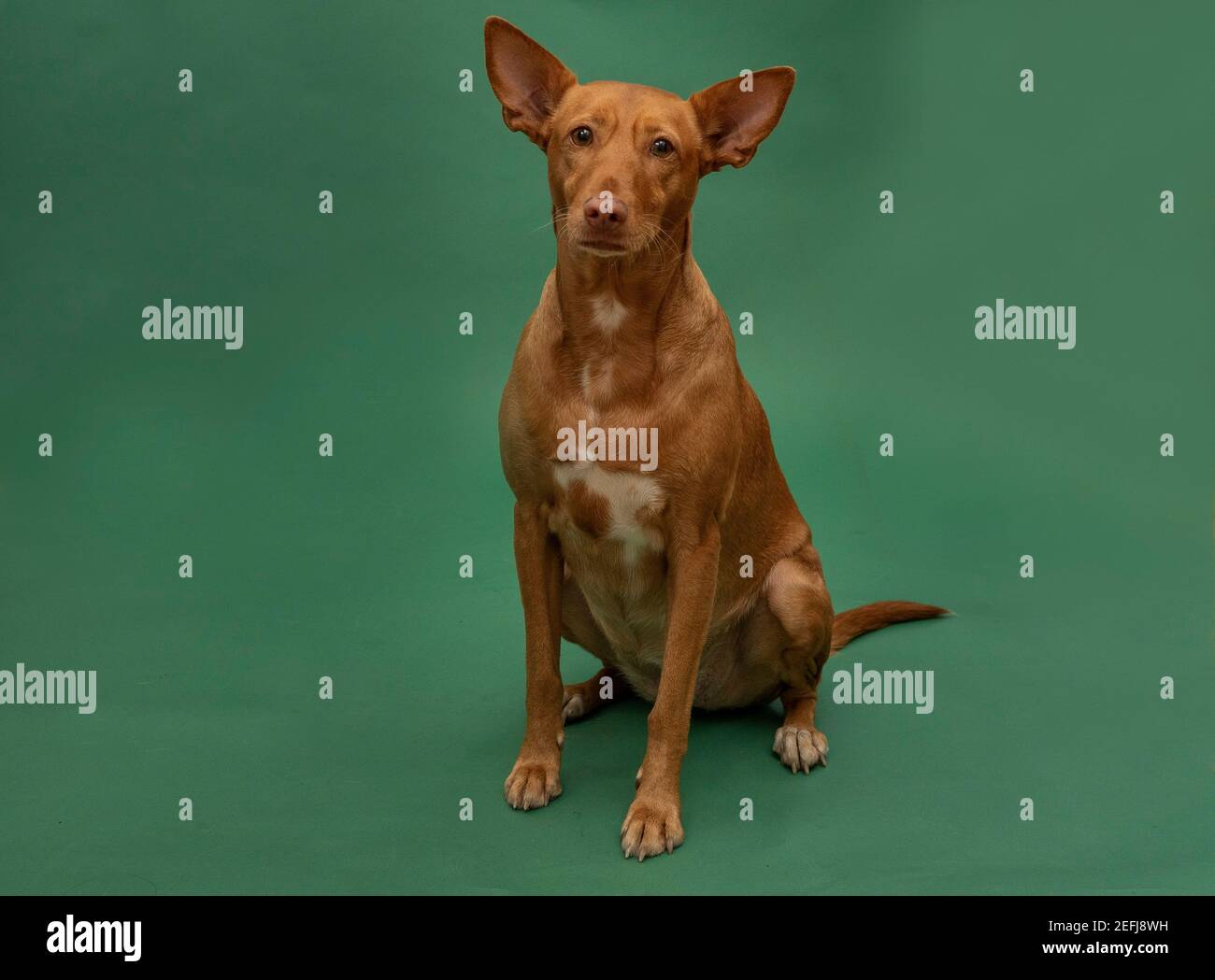 Podenco Andaluz Spagna Hunting Dog Portrait sauvé Banque D'Images