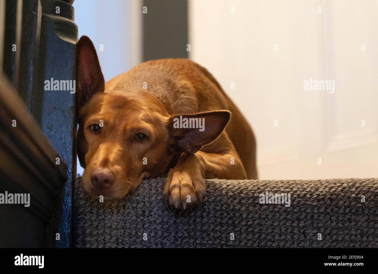 Un chien de Posenco Andaluz sauvé se détend sur les escaliers de Une maison de Londres pendant la pandémie du coronavirus Banque D'Images