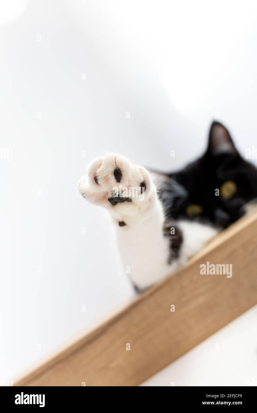 Un Chat Noir Espiegle Etend Une Patte Blanche Vers L Avant Predateur Amour Pour Les Chats Photo Stock Alamy