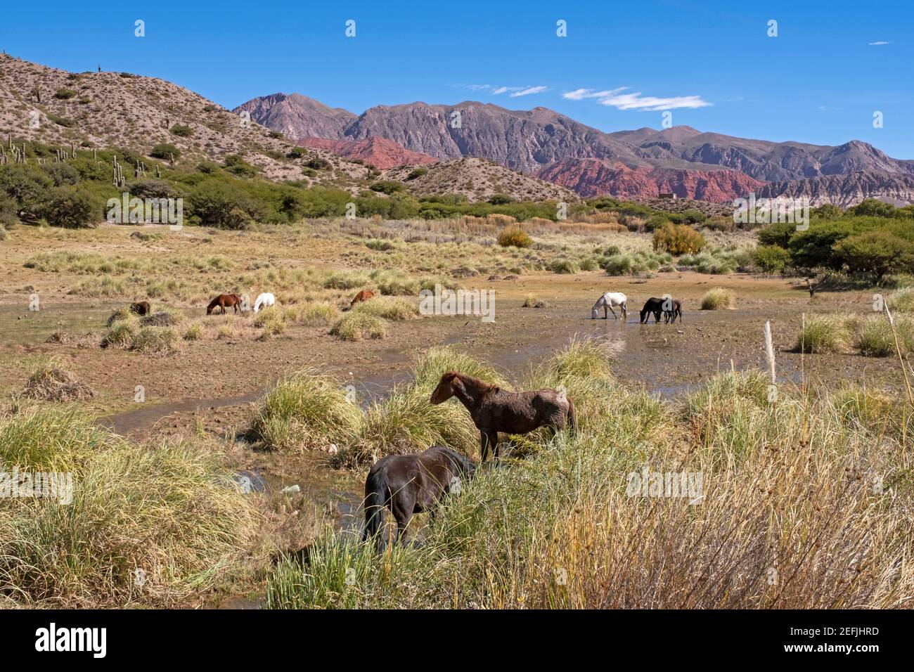 Chevaux dans la Quebrada de Humahuaca, vallée de montagne étroite située dans la province de Jujuy, Argentine Banque D'Images