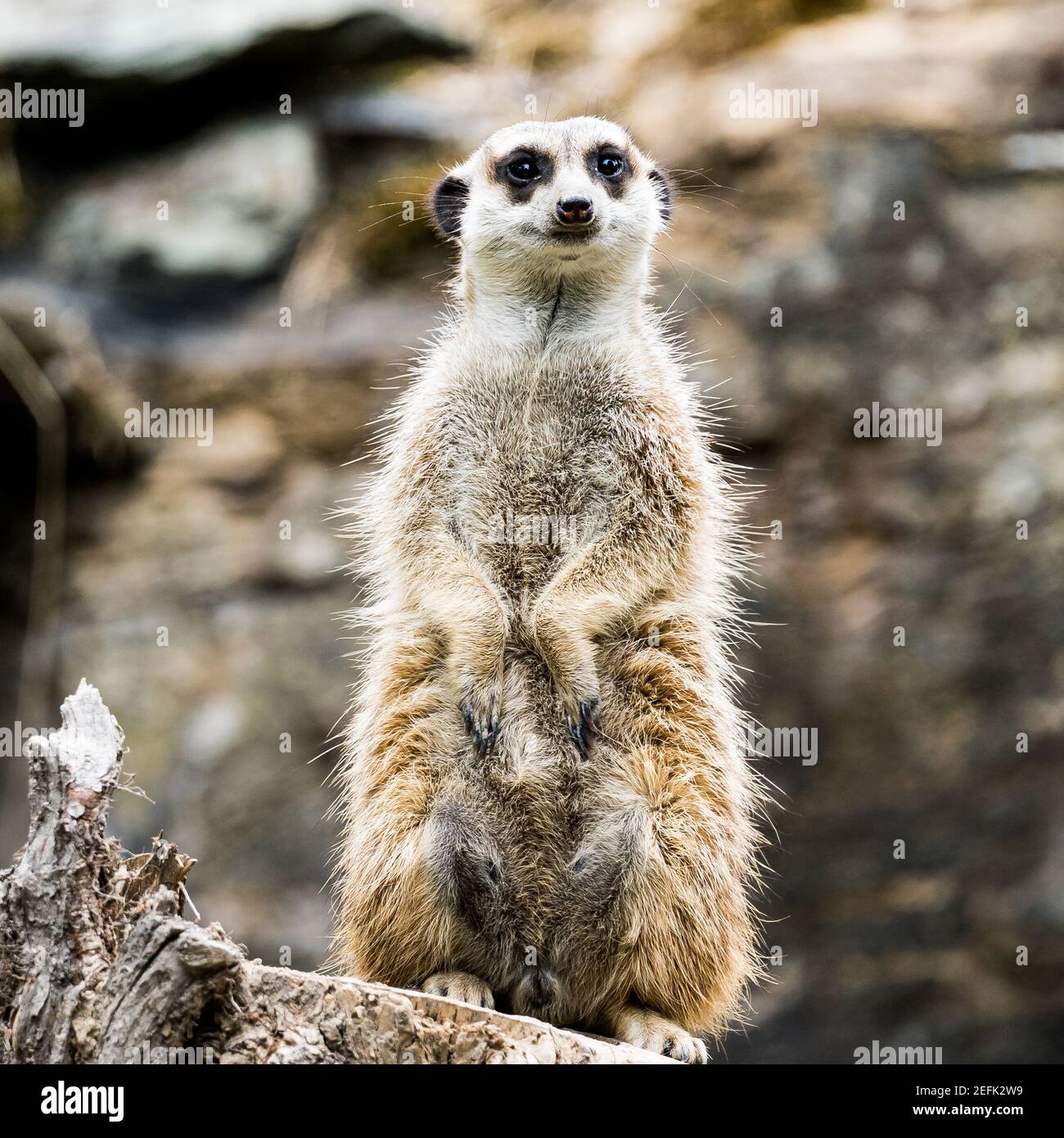 meerkat à la recherche de prédateurs sur une souche d'arbre dans un zoo, en allemagne Banque D'Images