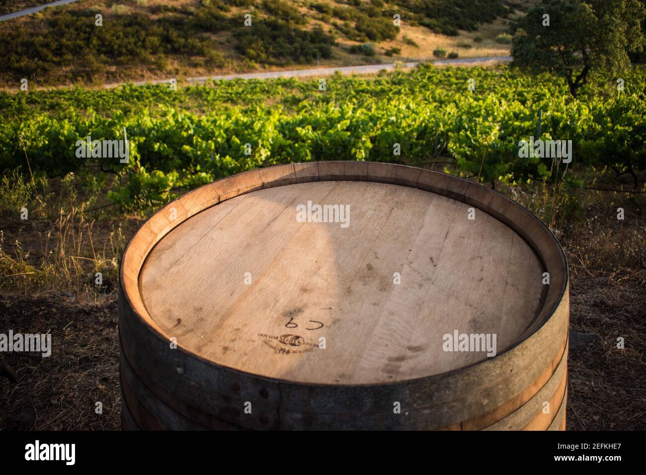 un baril de vin avec un vignoble en arrière-plan Banque D'Images