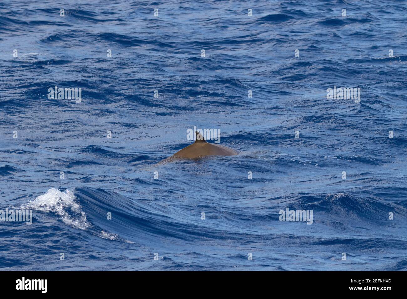 Nageoire dorsale d’une baleine à bec de Blainville aux Açores Banque D'Images