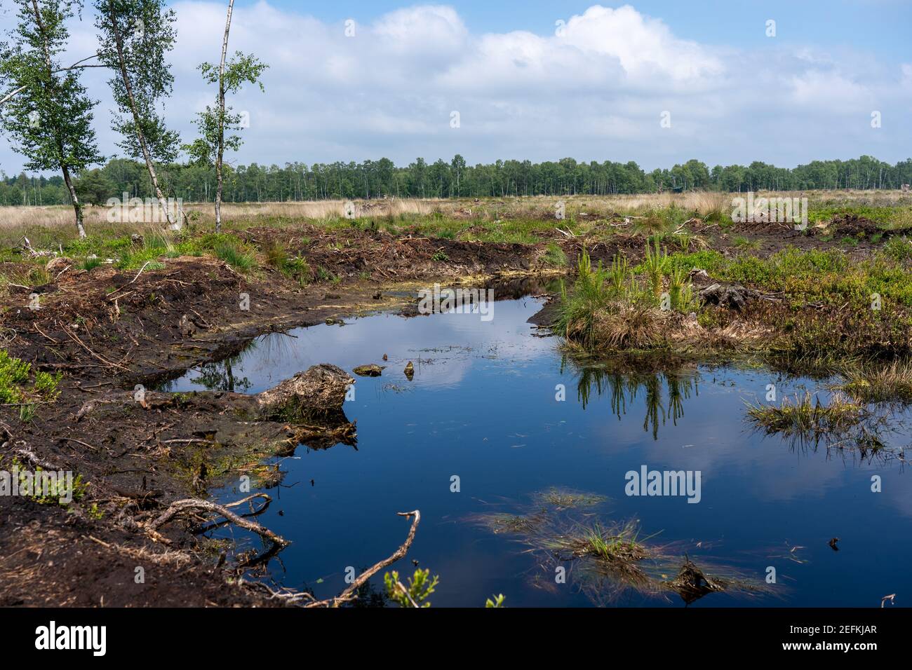 Landes dans la lande de Lueneburg avec du coton, du coton de tussock ou du coton gainé, des bouleaux Banque D'Images