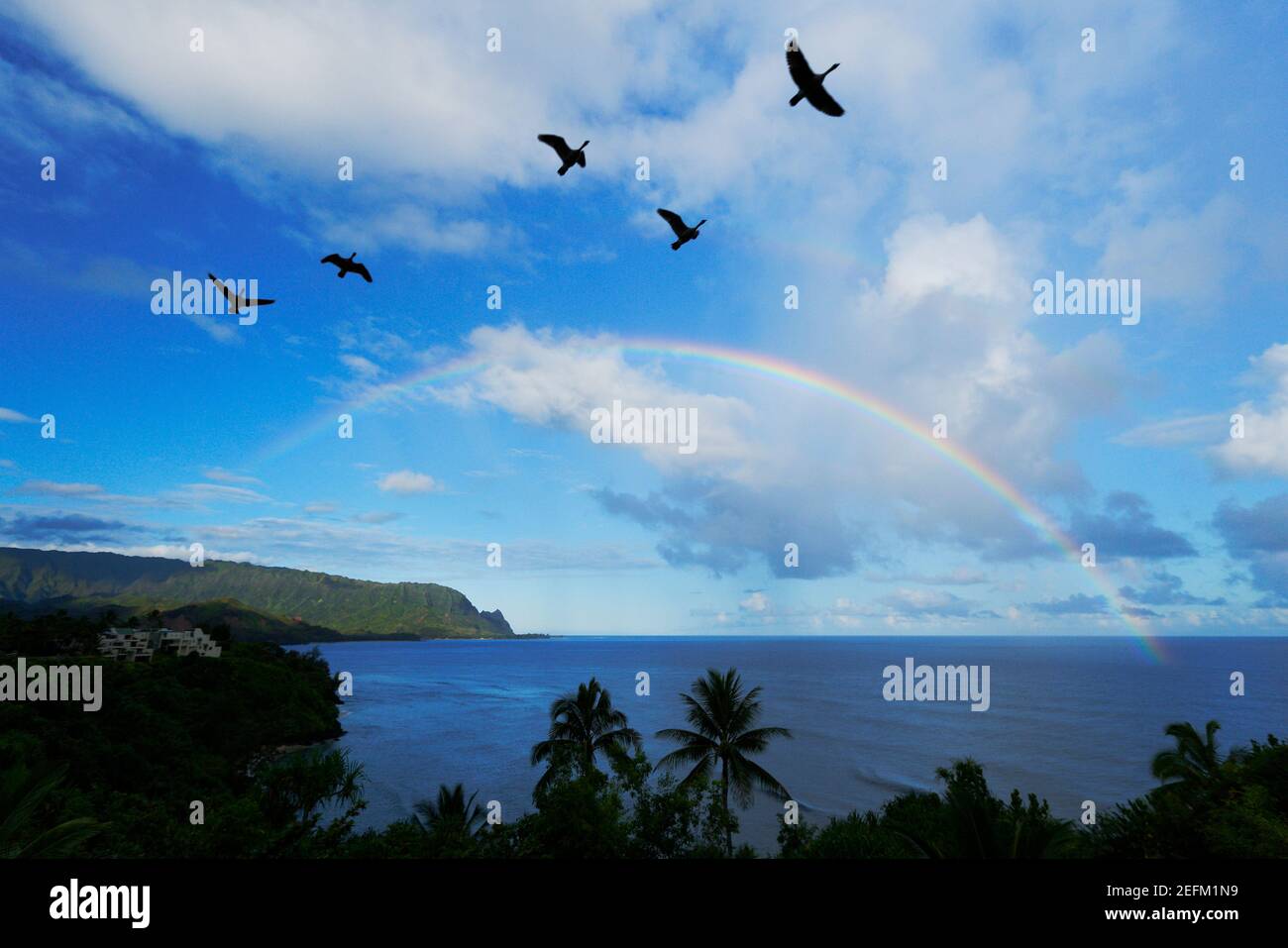 NENE s'émène sur l'arc-en-ciel de la côte de Napali, le matin à Hawaï, aux États-Unis. Banque D'Images