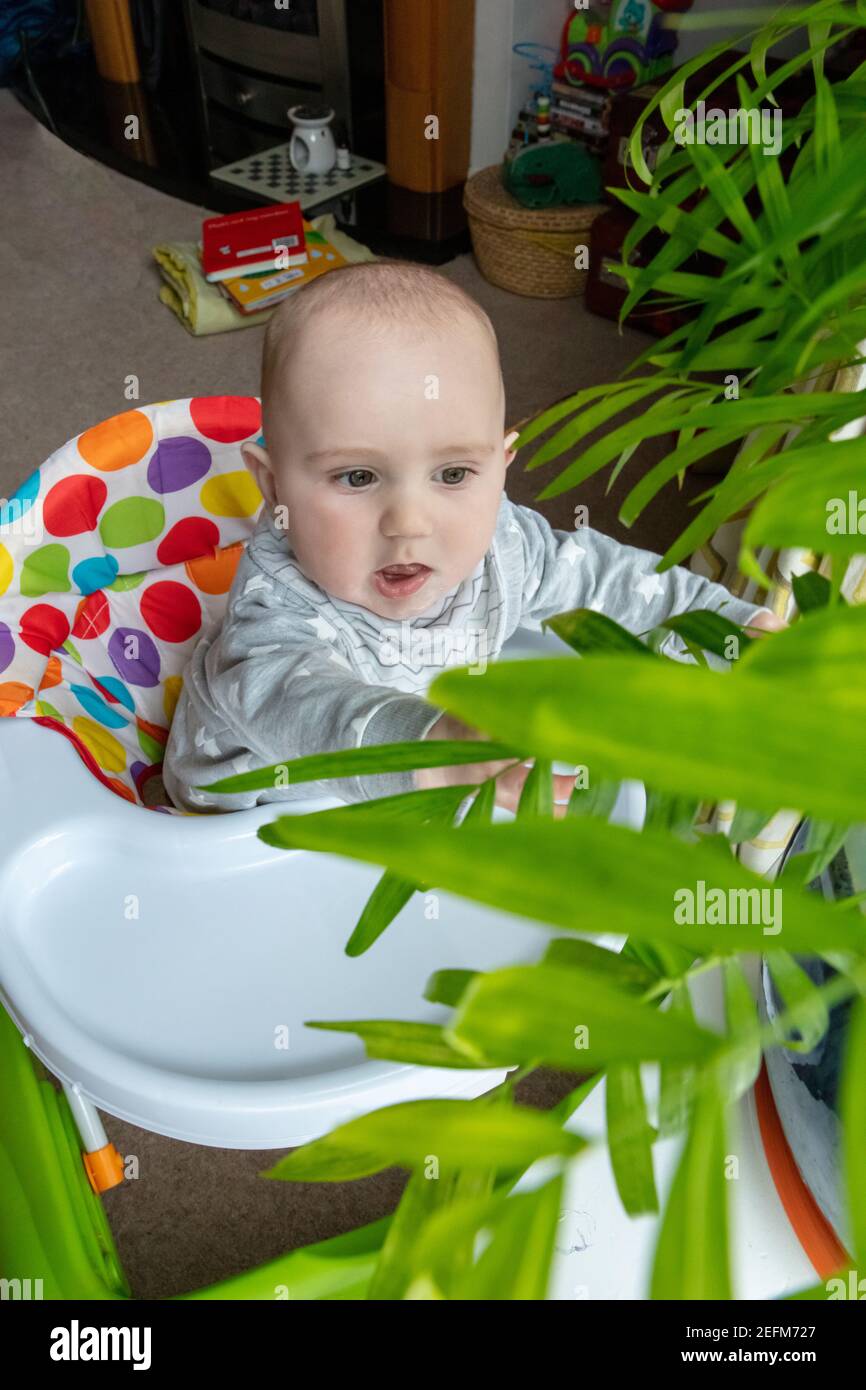 Bébé garçon jouant et découvre les feuilles de l'usine de décoration dans la maison. Vue sur la nature Banque D'Images