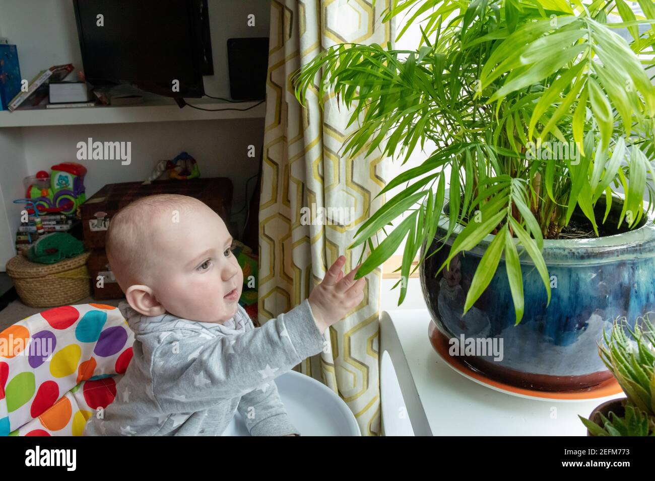 Bébé garçon jouant et découvre les feuilles de la décoration plante dans la maison en face de la fenêtre Banque D'Images