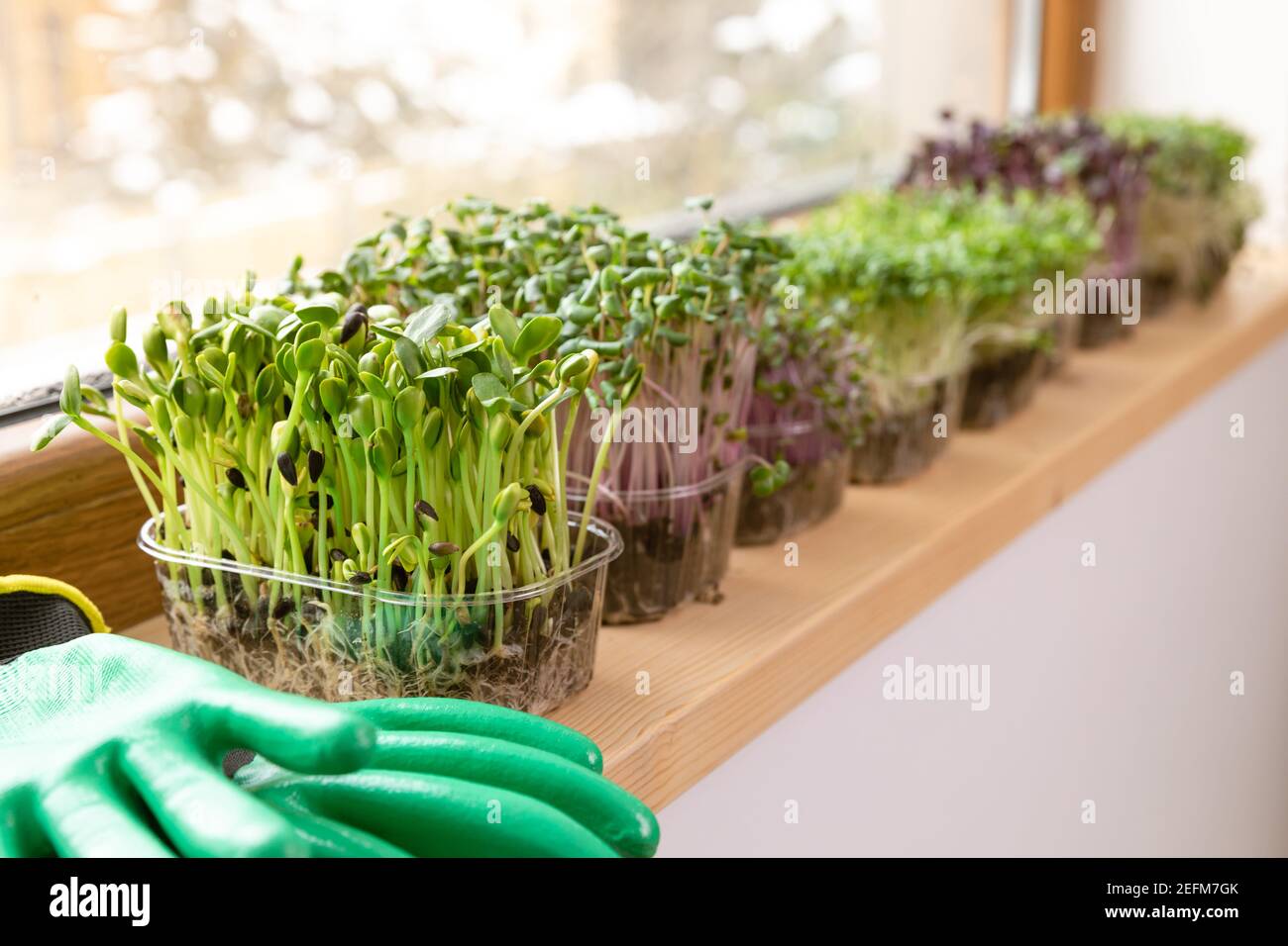Microgreens sur un seuil près d'une fenêtre ensoleillée dans le grenier. Maison hobbies jardinage. Une alimentation saine. Banque D'Images