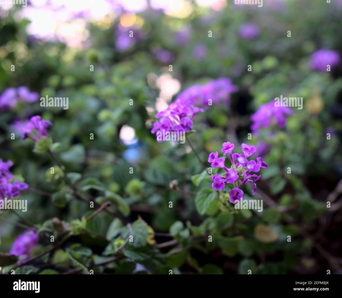 Jardin de fleurs violet vif avec flou, lumières bokeh texture résumé arrière-plan. Banque D'Images