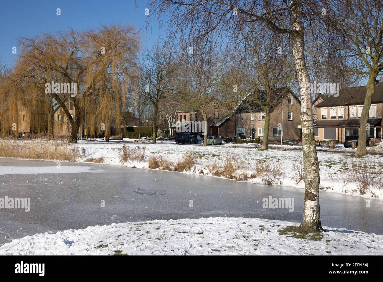 Paysage d'hiver avec le bouleau près du canal dans la zone résidentielle hollandaise Banque D'Images