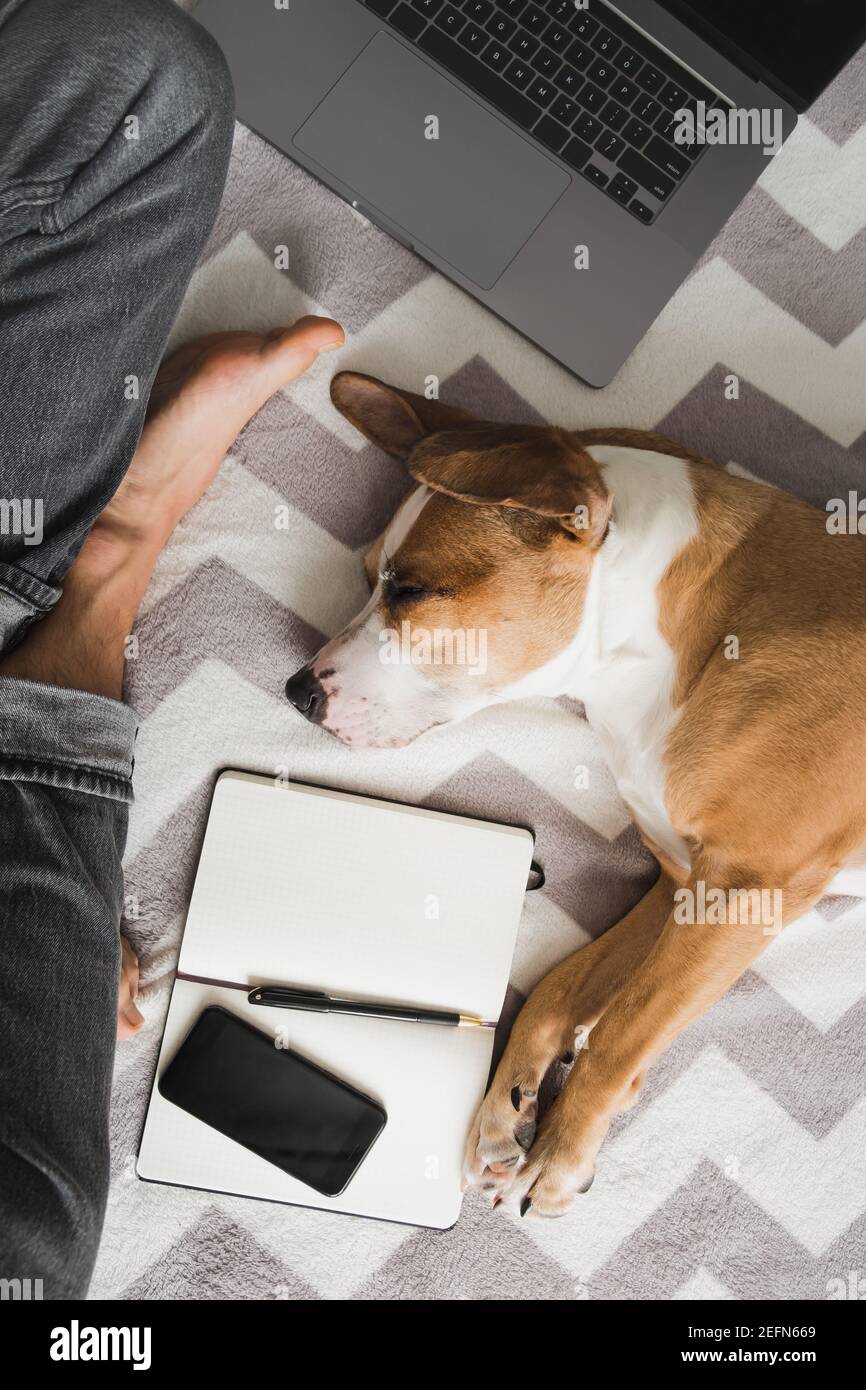 travailler à la maison, la vie domestique avec des chiens, photo vue de dessus d'un homme assis à jambes croisées à côté d'un bloc-notes et d'un ordinateur portable Banque D'Images