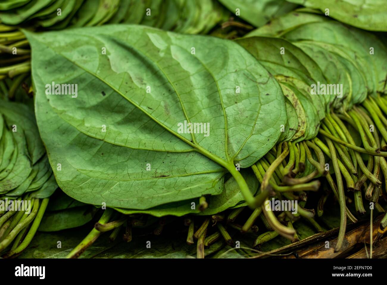 La feuille de bétel est principalement consommée en Asie et la feuille de bétel ou de Piper est une vigne de la famille des Piperaceae, qui comprend du poivre et du kava Banque D'Images