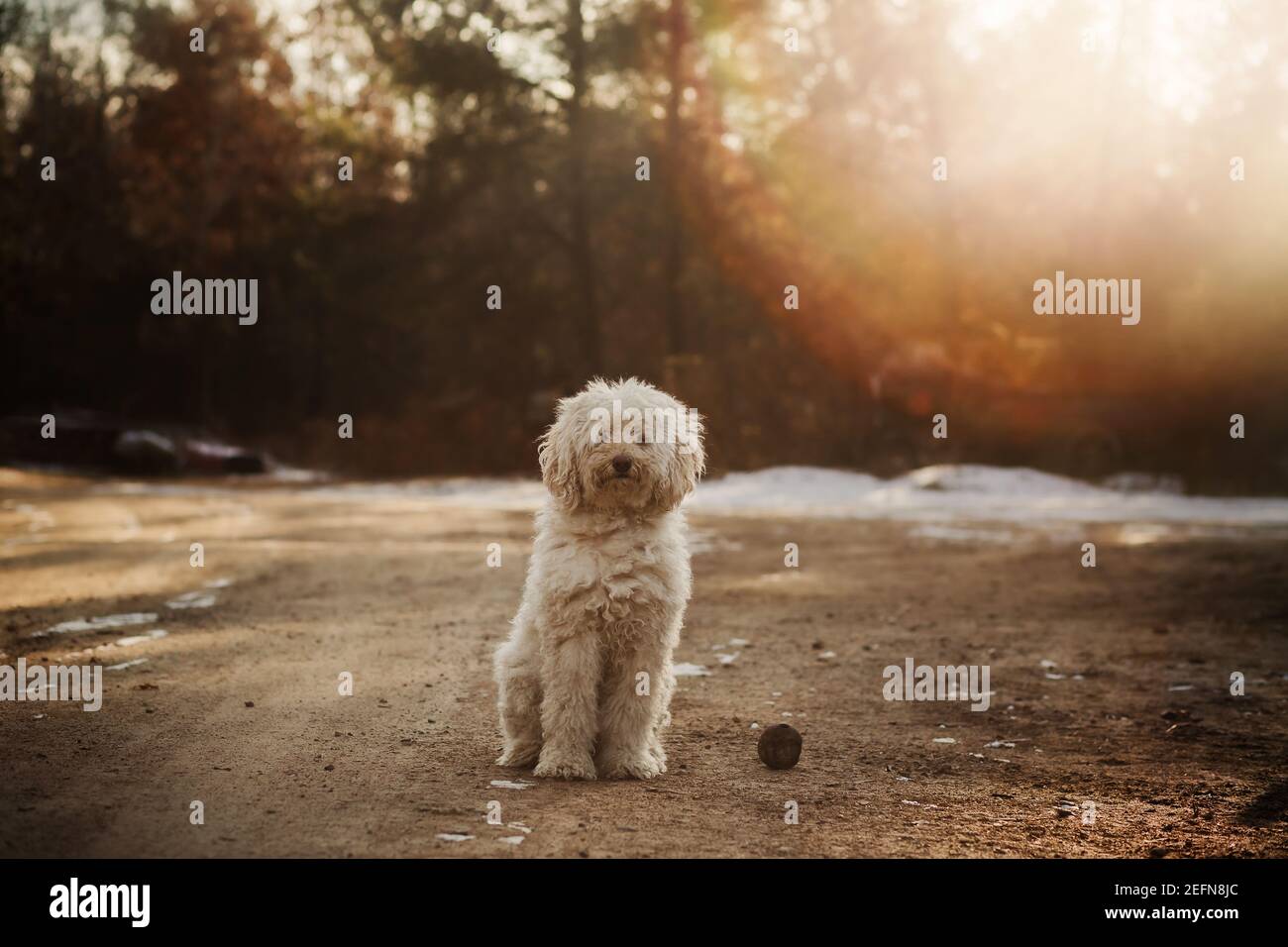 Goldendoodle chien toujours en attente de jouer au ballon Banque D'Images