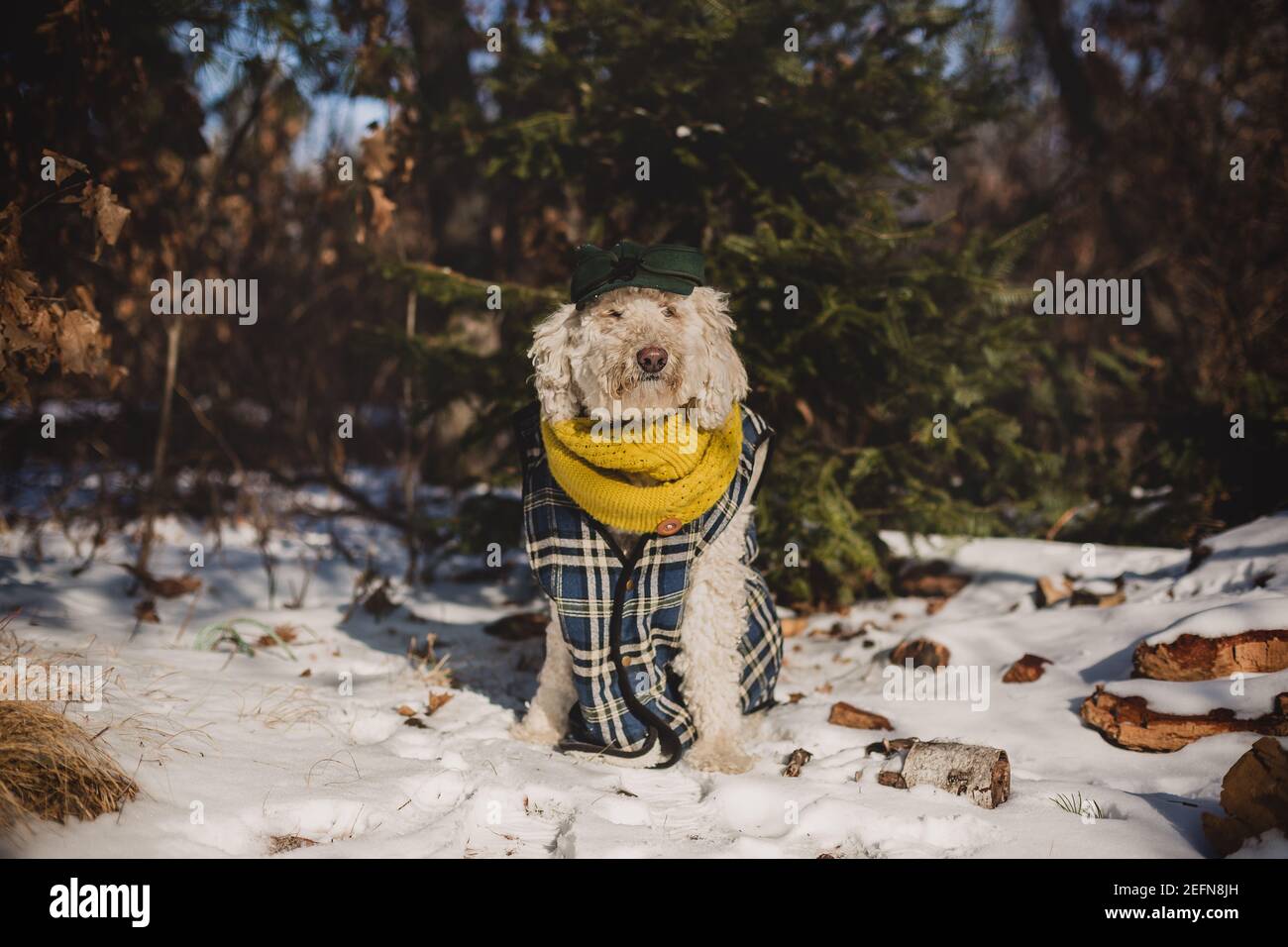 chien doré en vêtements d'hiver Banque D'Images