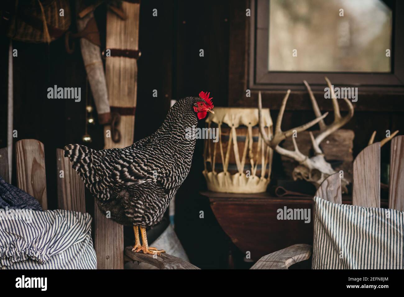 Poule rocheuse barrée sur la chaise de porche avant Banque D'Images