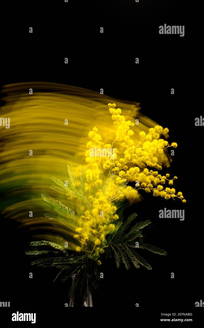 Fleur jaune de mimosa sur fond noir avec flou de mouvement Banque D'Images