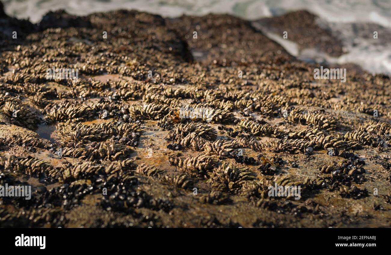 Les barnacles d'oies sont également appelées barnacles à tiges ou barnacles à col de cygne frapper par les vagues de la mer mais ils sont en mesure de résistent et restent fixés à l'eston Banque D'Images