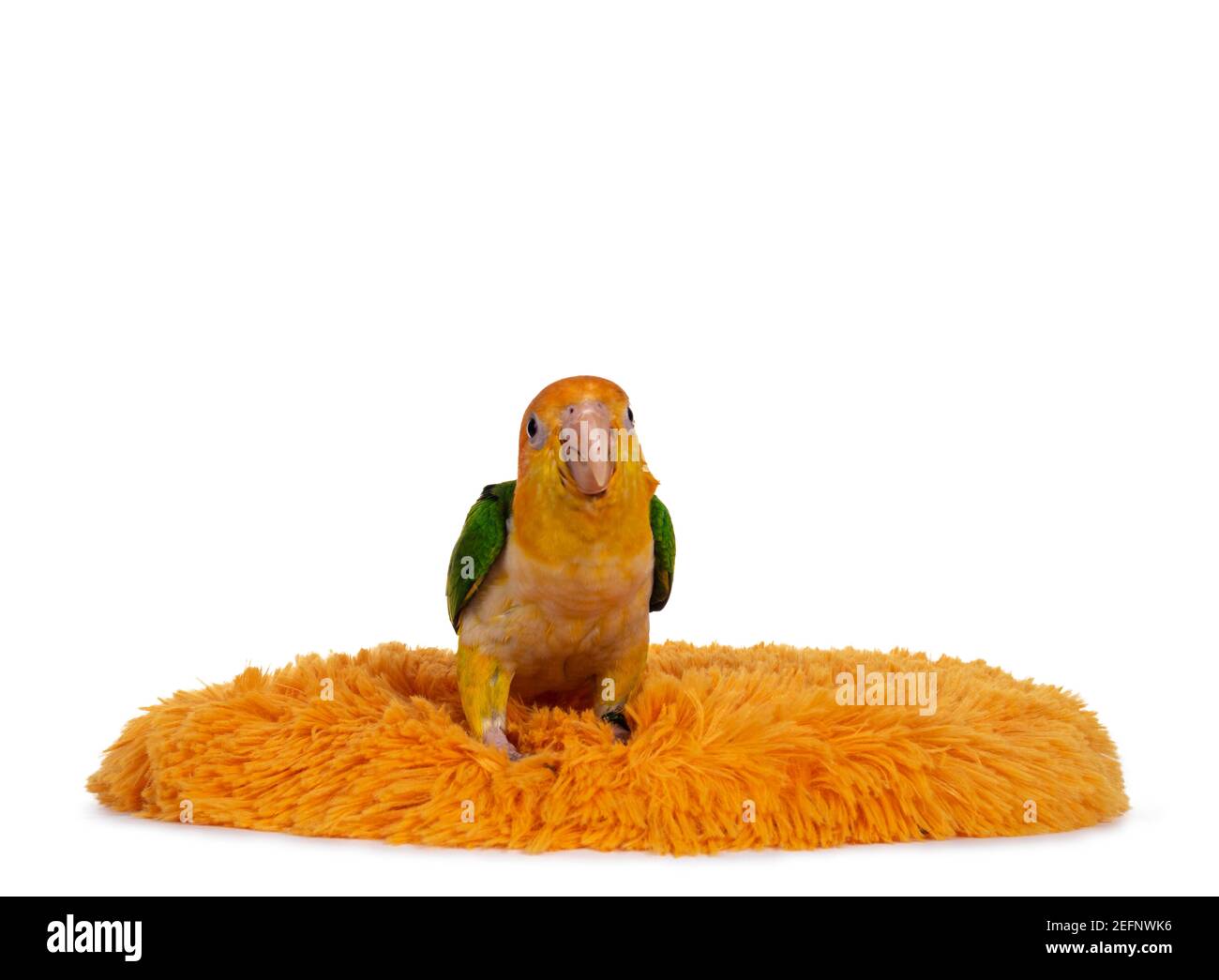 Jeune oiseau caique blanc à ventre, assis sur un tapis orange. Je regarde curieux de l'appareil photo. Isolé sur fond blanc. Banque D'Images