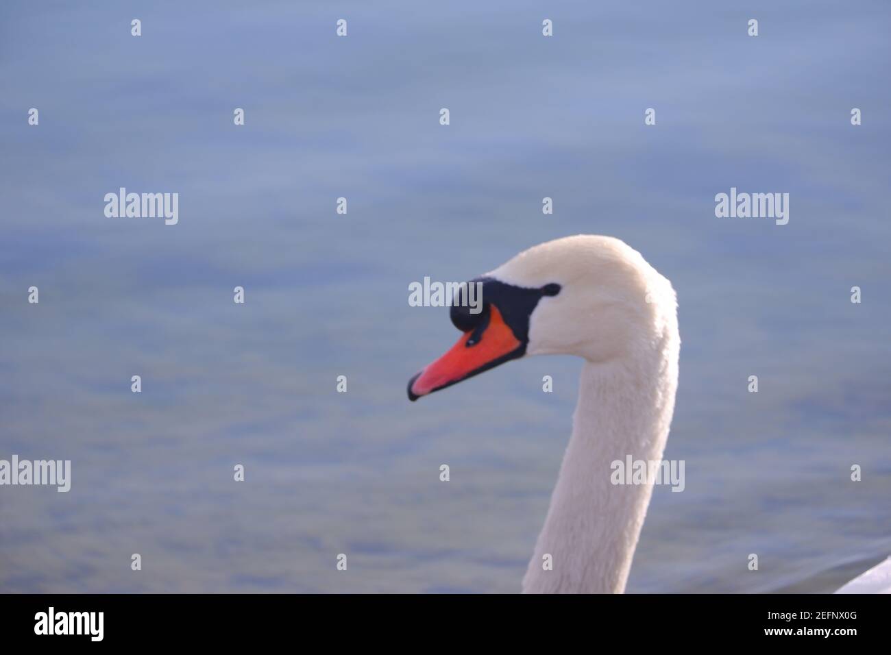 White Swan Macro Banque D'Images