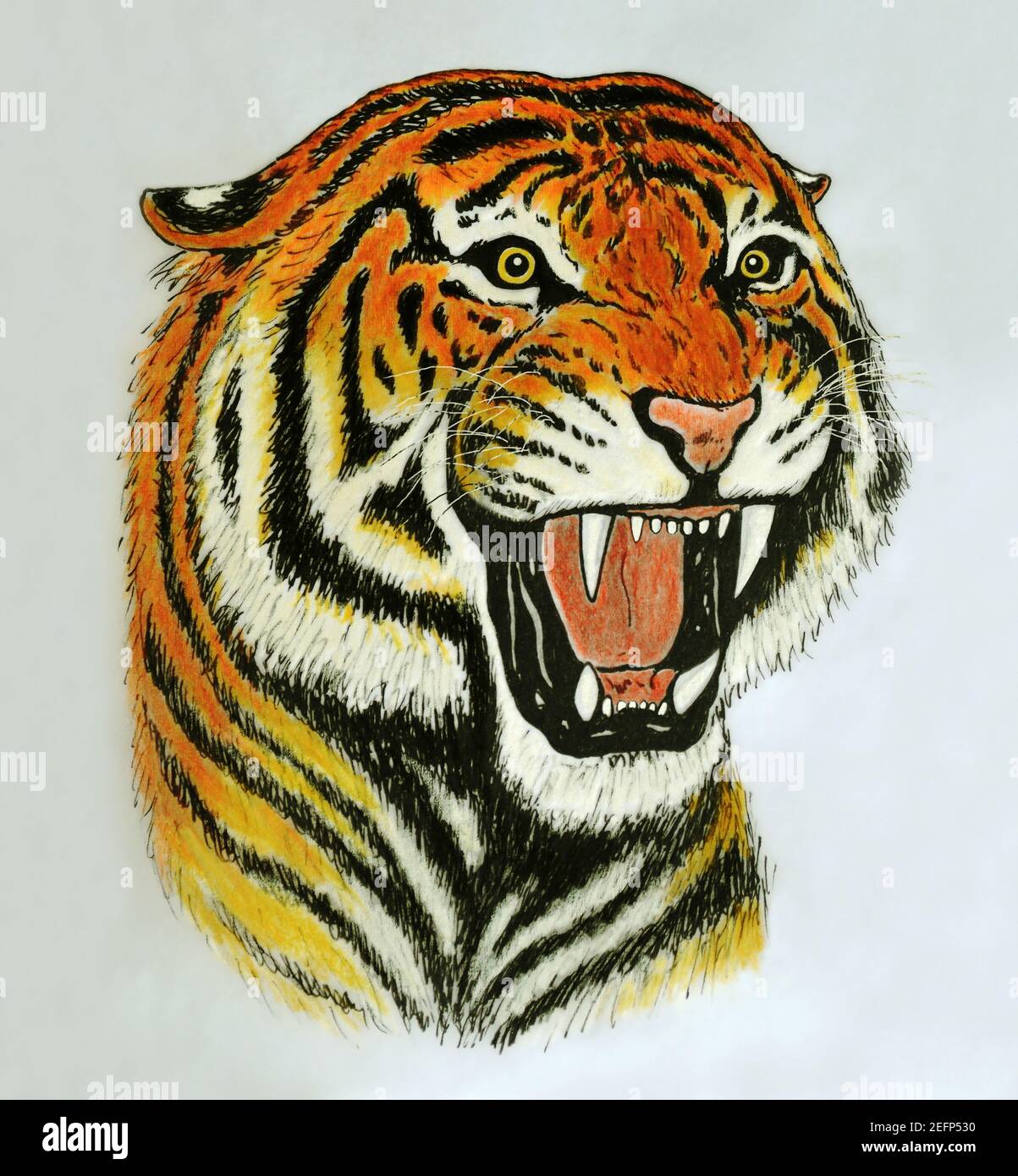 dessin à la main du visage de tigre rugissant Banque D'Images