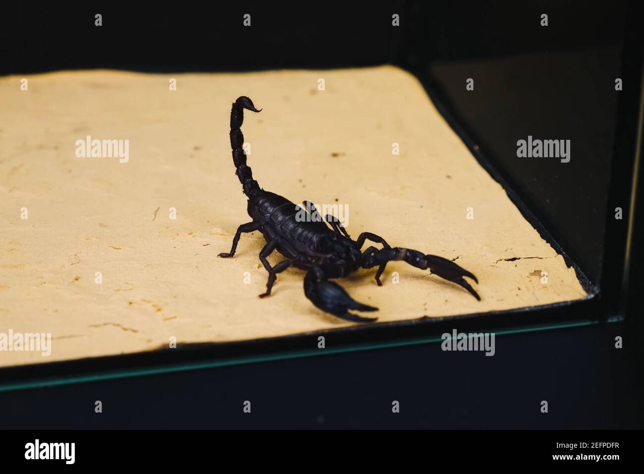 Black Scorpion Banque D Image Et Photos Page 6 Alamy