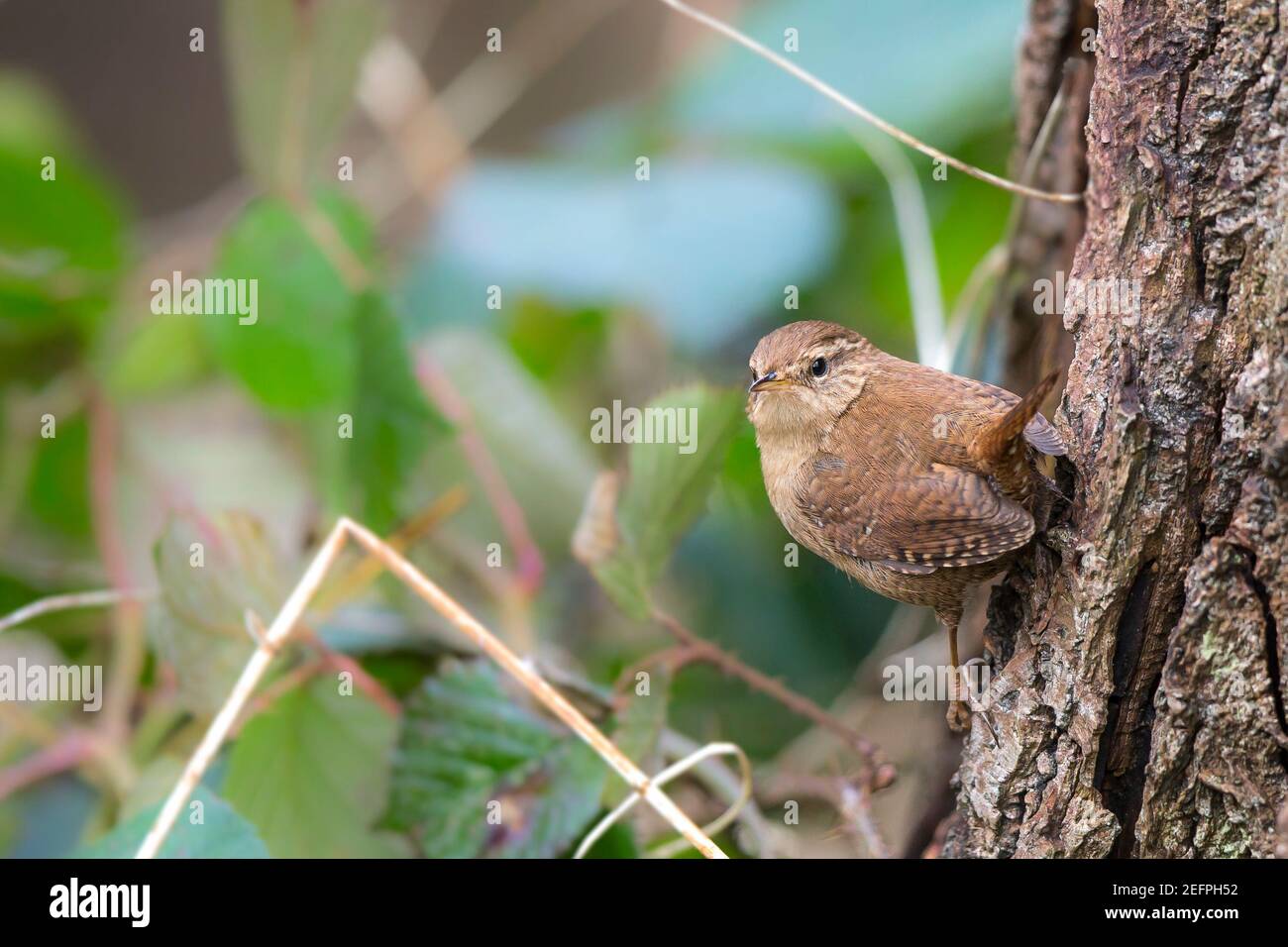 Gros plan d'un wren oiseau sauvage du Royaume-Uni (Troglodytes troglodytes) isolé dans des bois naturels perçant sur l'écorce d'arbre. Banque D'Images