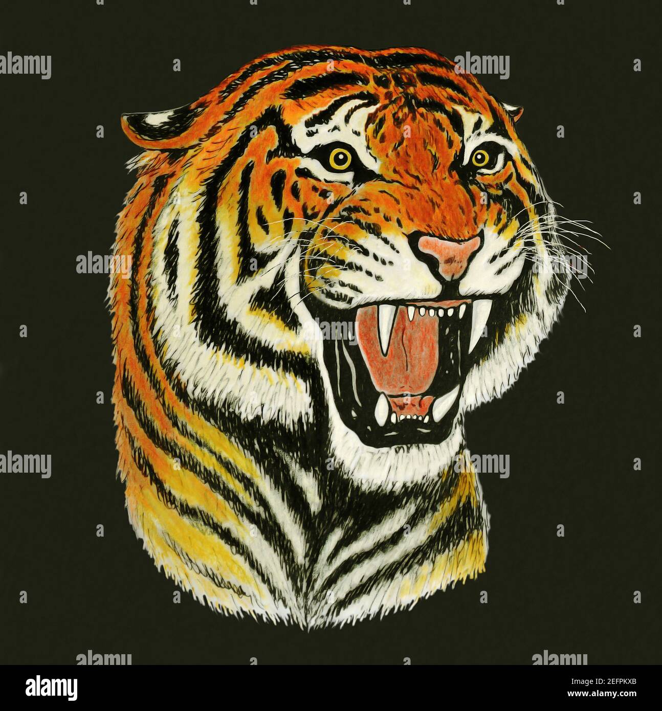 portrait de tigre rugissant Banque D'Images