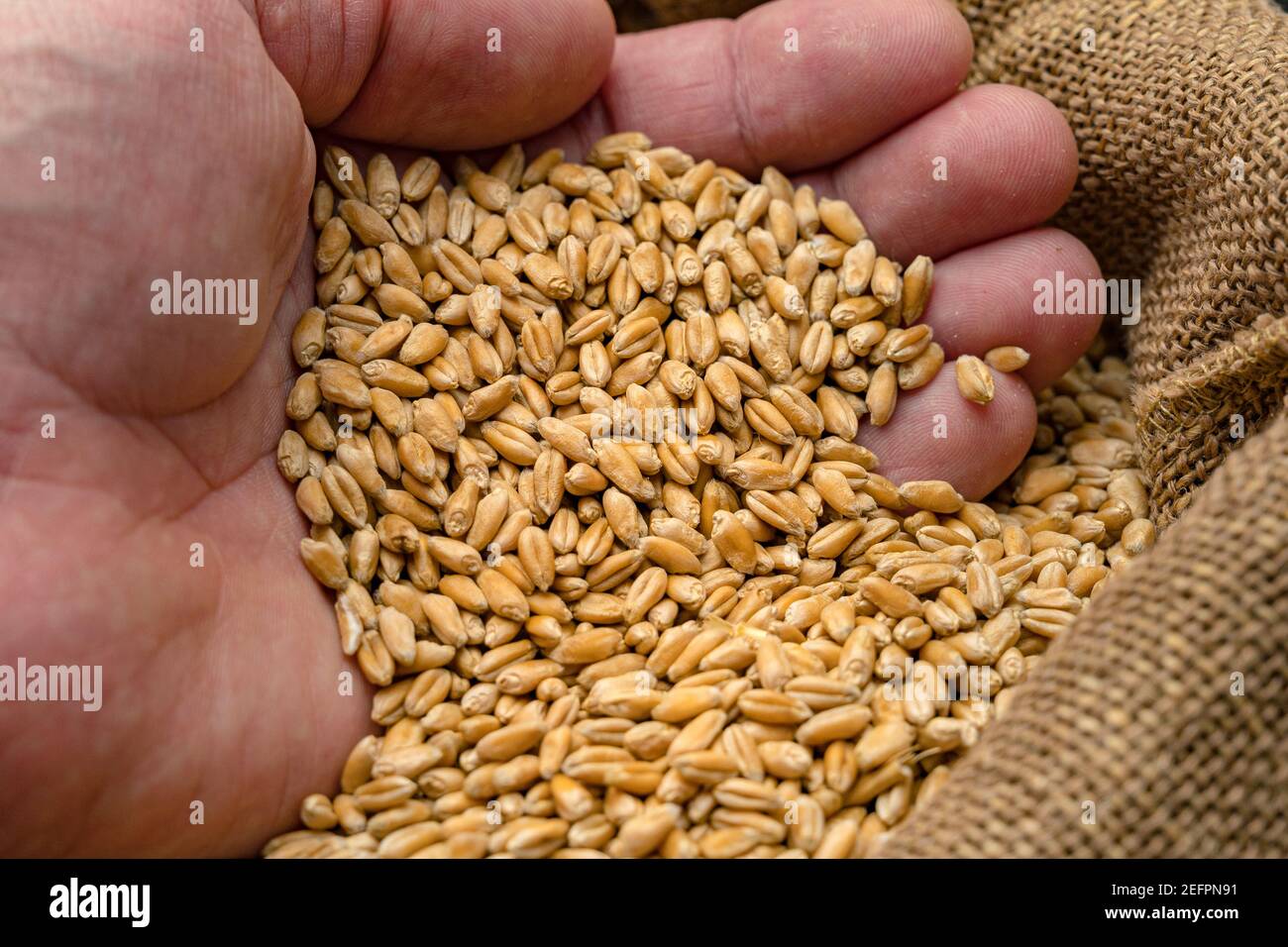 Homme tenant des grains de blé d'un sac dans sa main. Graines de céréales  dans les mains des hommes. Gros plan du blé Photo Stock - Alamy