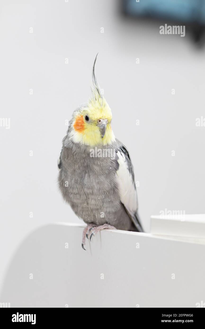 Grand cafatoo gris et jaune perroquet avec de hauts langes de plumes se trouve sur le côté des meubles et regardant dans l'appareil photo. Gros plan. Banque D'Images