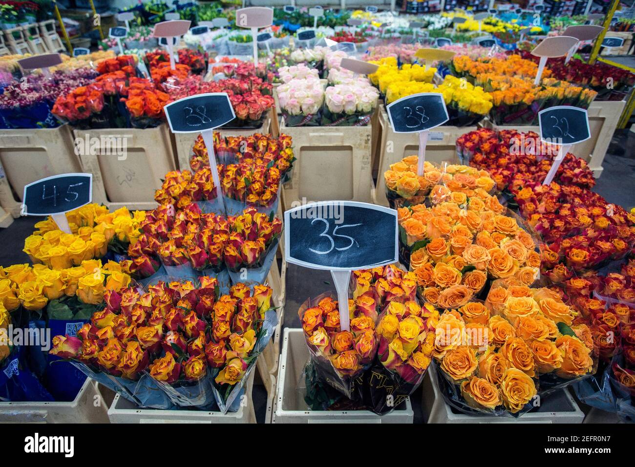 Marché des fleurs et des plantes à Brême, Allemagne Banque D'Images