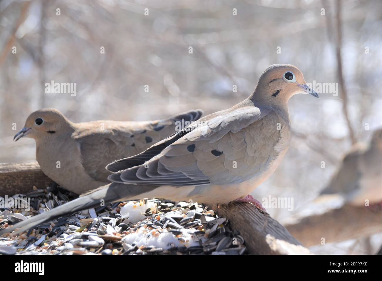 Un Couple De Colombes En Deuil Sur Un Mangeoire A Oiseaux Photo Stock Alamy