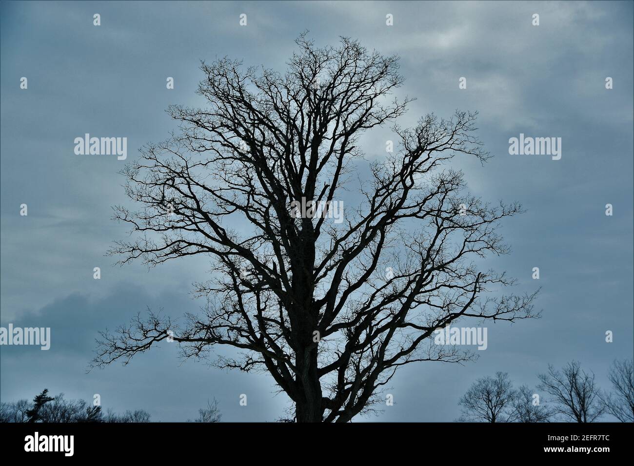 Un arbre au milieu d'un champ Banque D'Images