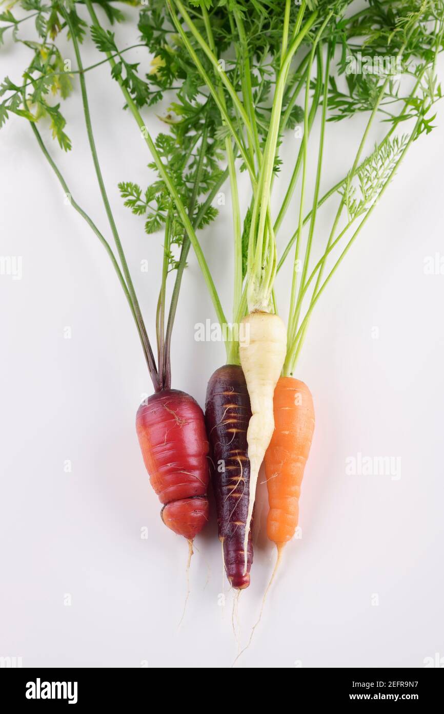 Accueil Bio-cultivé heirloom carrots en différentes couleurs, violet, rouge, orange et blanc, la vie artistique encore isolé sur fond blanc Banque D'Images