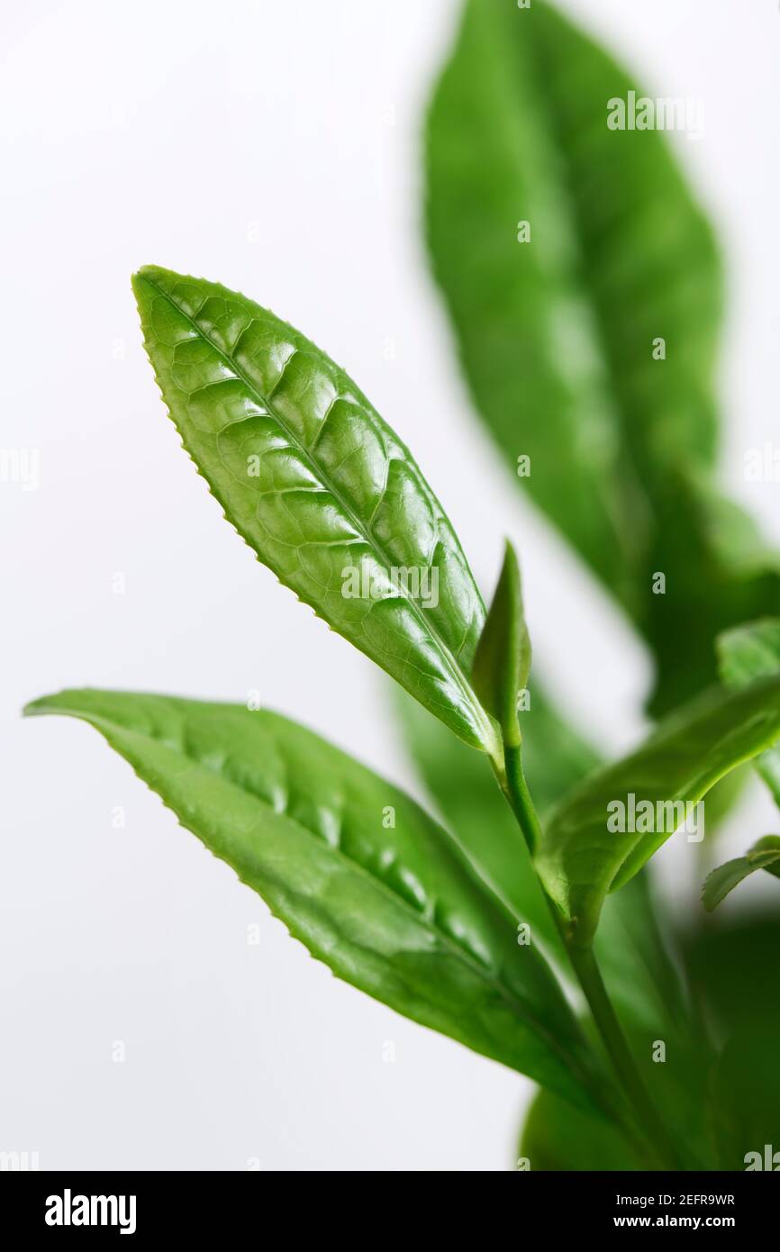 Jeunes feuilles de Camellia sinensis, plante de thé utilisée dans la production de variétés multiples de thé, matcha, blanc, vert, oolong, noir. Isolé sur blanc s. Banque D'Images