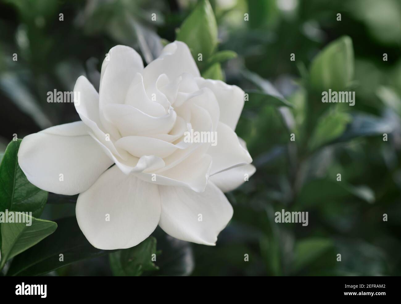 Gardenia jasminoides, gros plan de fleur blanche sur une plante à fleurs Banque D'Images