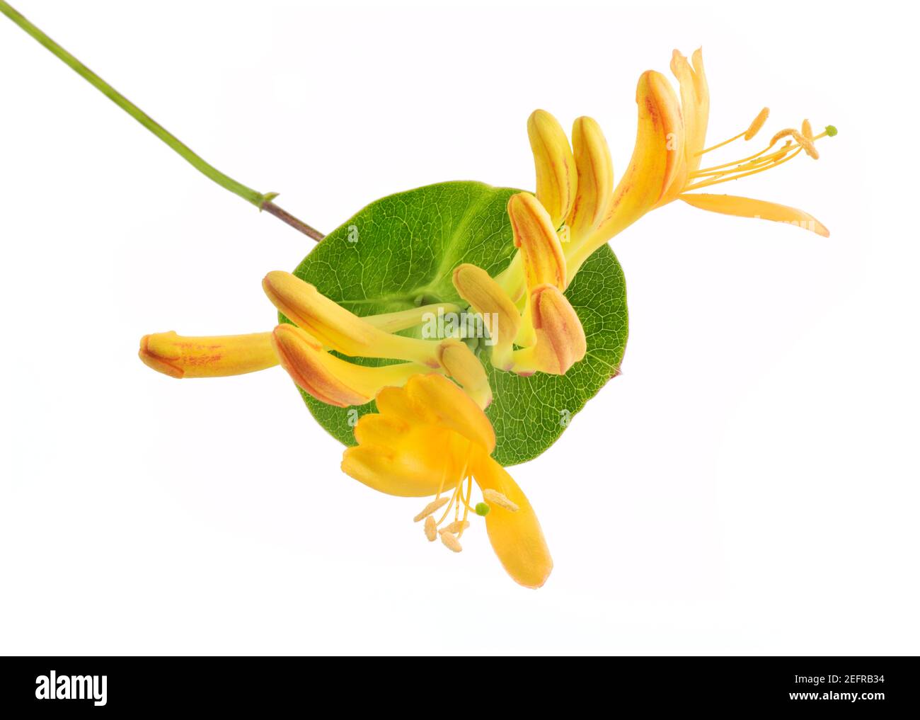 Gros plan artistique de fleurs de chèvrefeuille de trompette jaune sur une feuille verte, Lonicera teltmanniana ou L. sempervirens, fleurs d'arbustes fleuries isolées dessus Banque D'Images