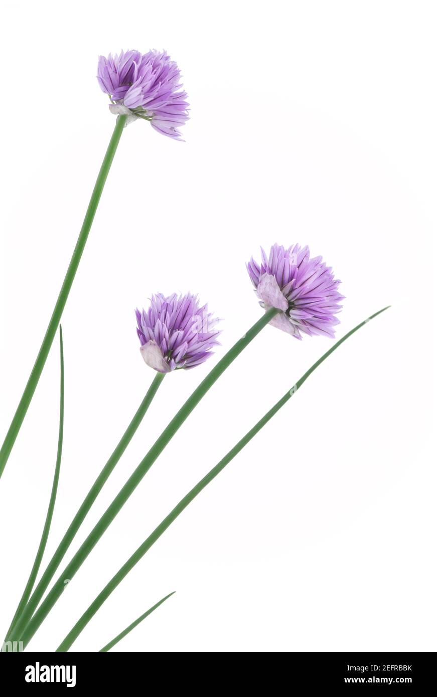 Gros plan artistique de ciboulette, herbes culinaires, fleurs de fleurs violettes, fleurs de plantes d'Allium schoenoprasum, vue latérale isolée sur le studio blanc ba Banque D'Images