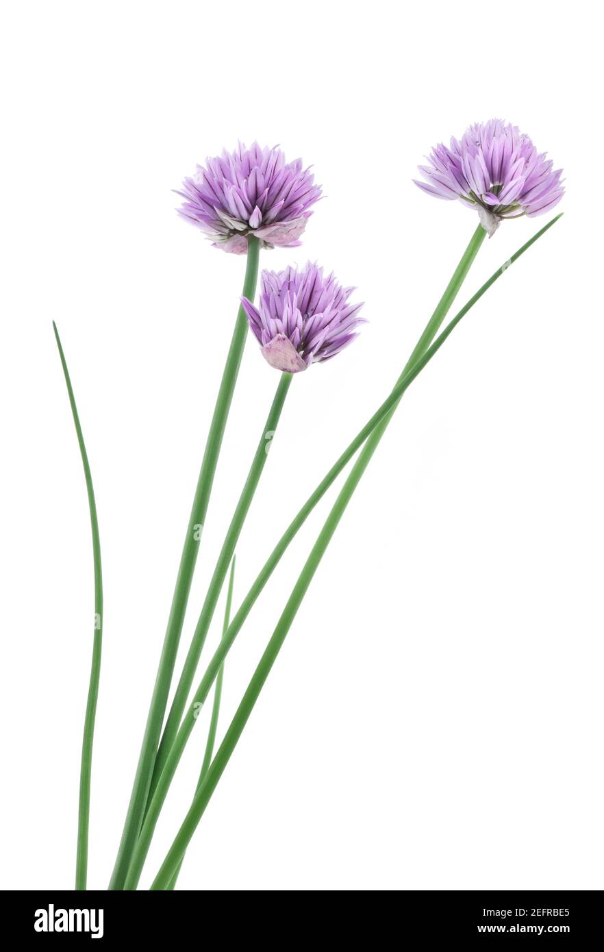 Gros plan artistique de ciboulette, plante Allium schoenoprasum, fleurs d'herbes culinaires, trois fleurs violettes sur tiges vertes. Vue latérale isolée sur le goujon blanc Banque D'Images