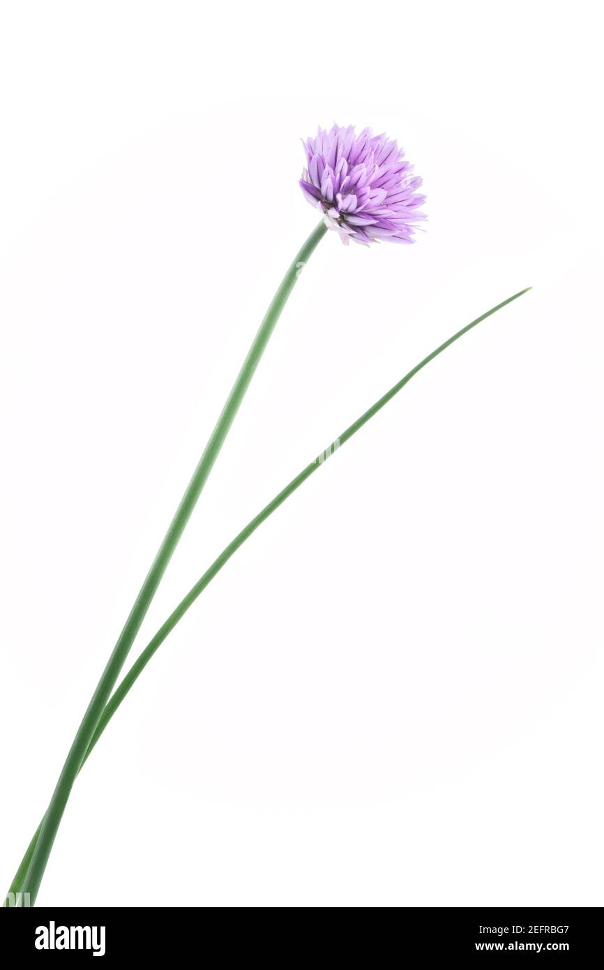 Ciboulette en fleur, Allium schoenoprasum, herbe culinaire, plante unique avec une fleur pourpre sur tige verte. Vue latérale isolée sur fond de studio blanc Banque D'Images