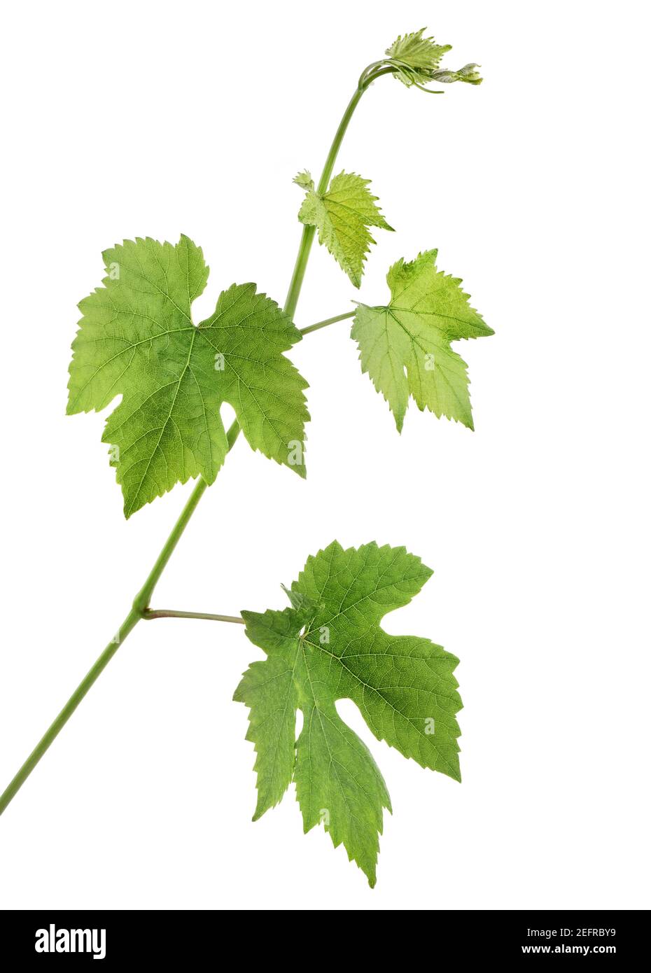 Vigne de raisin. Gros plan de feuilles vertes isolées sur fond blanc de studio. Banque D'Images