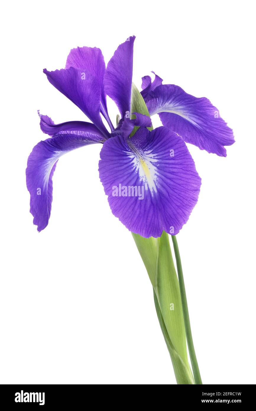 Gros plan artistique d'une fleur d'iris violet avec pétales ouverts, Iris versicolor ou drapeau bleu iris, isolée sur fond blanc de studio. Banque D'Images