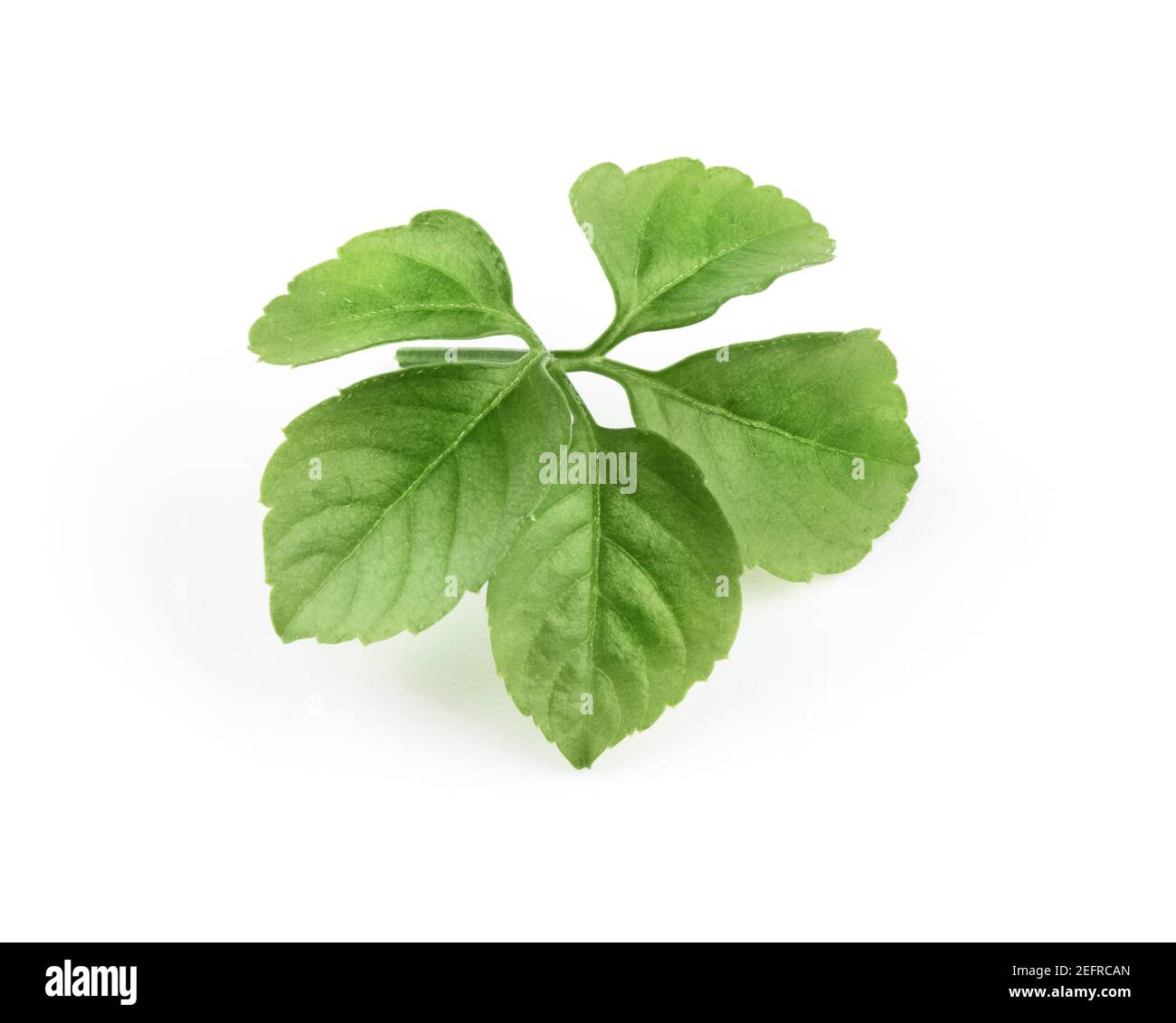 Grappe de feuilles de la plante de Jiaogulan. Gros plan de cinq feuilles vertes isolées sur fond blanc de studio. Gynostemma pentaphyllum, Jiao Gu LAN, Jiao-Gu-LAN. Banque D'Images