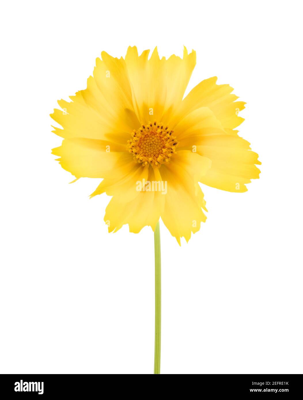 Vue de face de la fleur jaune Cosmos sulfureus. Sulphur Cosmos, Sulphur Cosmos, Aster mexicain, fleur jaune en forme de pâquerette. Isolement artistique en gros plan Banque D'Images