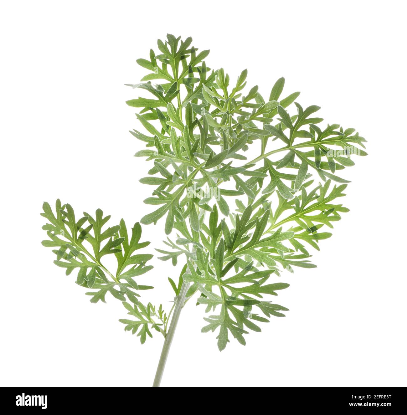 Artemisia absinthium ou Wormwood, près des feuilles argentées de la plante. Plante médicinale et herbacée utilisée en médecine traditionnelle chinoise et en herbe Banque D'Images