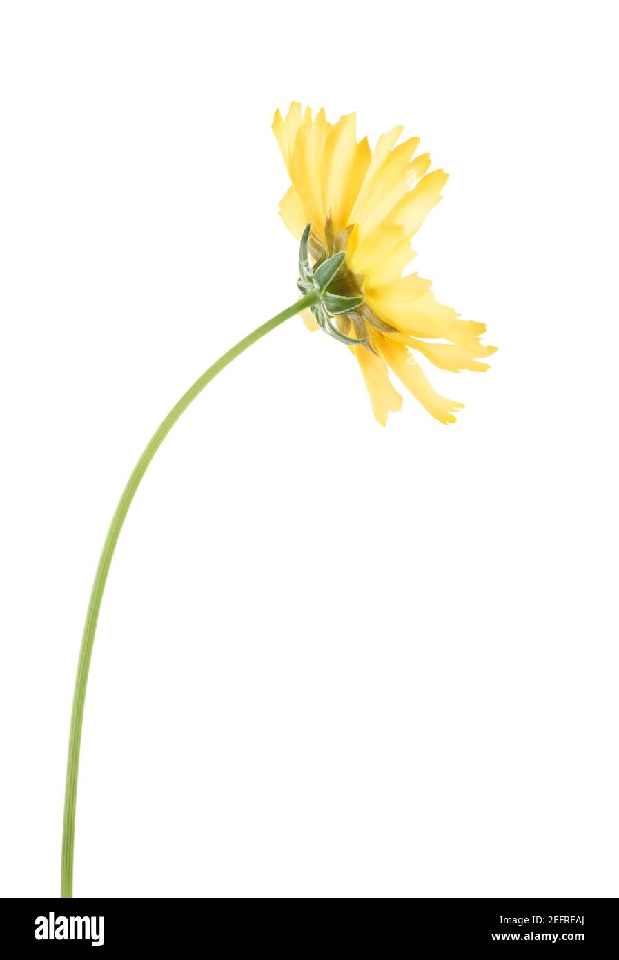 Fleur Cosmos jaune sur une tige, vue latérale. Sulphur Cosmos, Sulphur Cosmos, Aster mexicain, fleur jaune en forme de pâquerette. Gros plan artistique isolé sur blanc Banque D'Images