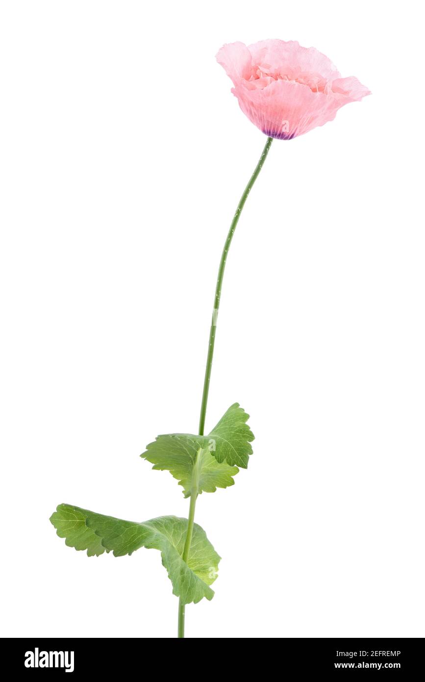 Fleur de coquelicot rose sur une tige avec des feuilles vertes. Pivoine rose, pavot à opium, Papaver somniferum, Peoniflorum. Belle fleur rose clair, tra Banque D'Images