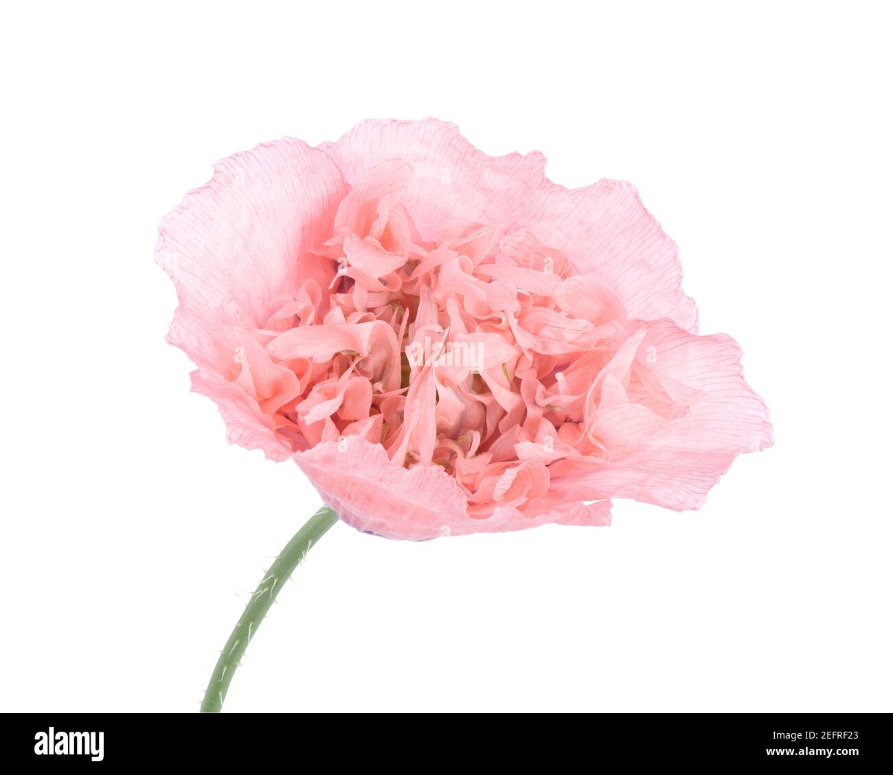 Coquelicot rose, gros plan d'une fleur aux pétales rose clair, vue de face isolée sur fond blanc de studio. Papaver somniferum, Peoniflorum. Rose Pa Banque D'Images