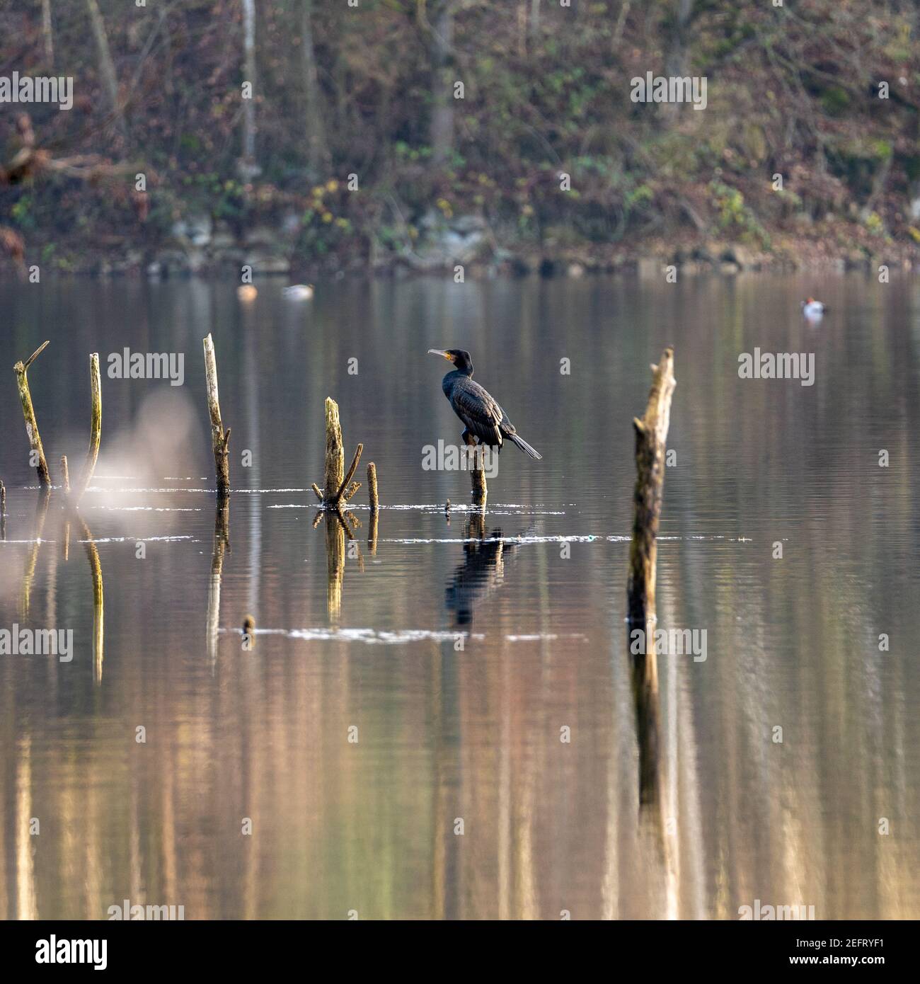 Grand Cormorant noir reposant sur un arbre à musc dans un lac, hesse, allemagne Banque D'Images