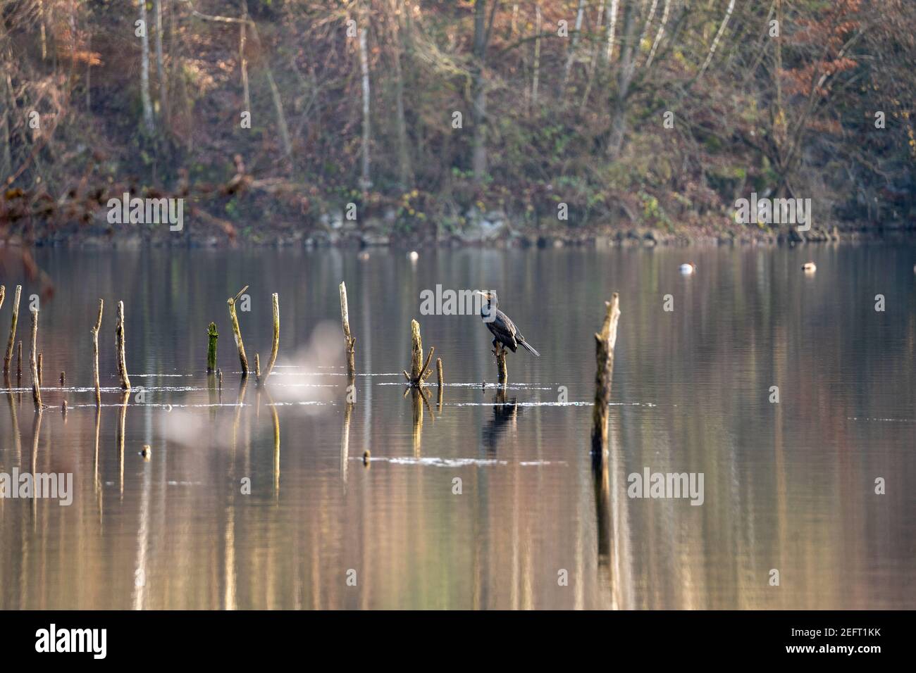 Grand Cormorant noir reposant sur un arbre à musc dans un lac, hesse, allemagne Banque D'Images